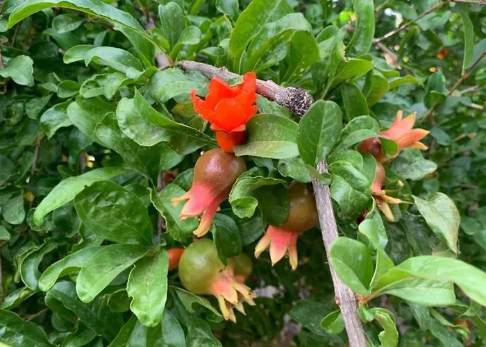 Casa Palmeras Granadilla de Abona